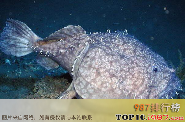 十大世界奇异动物之琵琶鱼