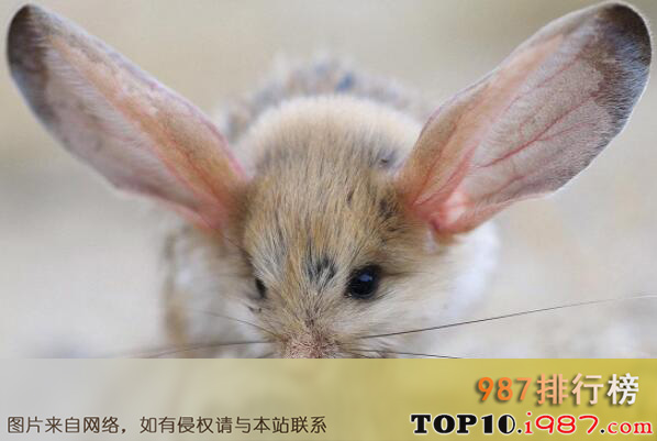 十大世界奇异动物之长耳跳鼠