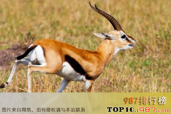 十大世界奇异动物之非洲瞪羚