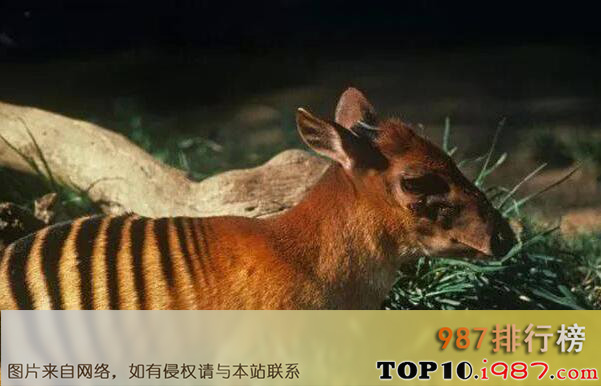 十大世界奇异动物之斑背小羚羊