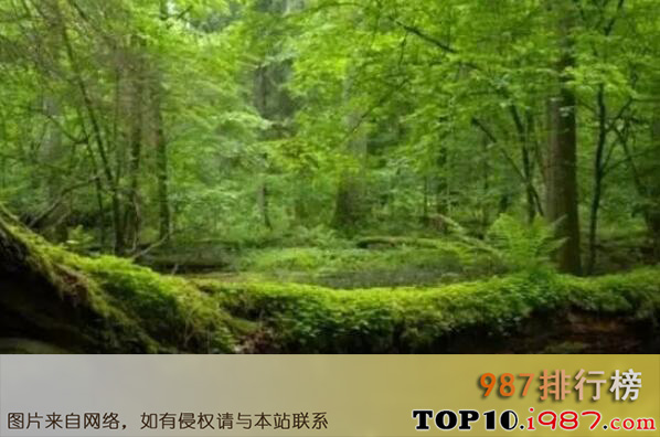 十大世界上最美的热带雨林之戴恩雨林