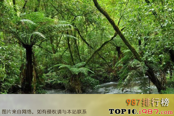十大世界上最美的热带雨林之大西洋东南热带雨林保护区