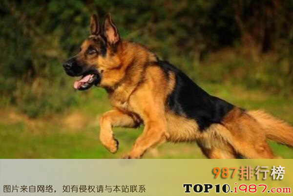 十大世界上最知名的警犬品种之德国牧羊犬
