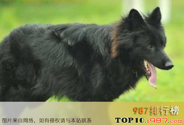 十大世界上最知名的警犬品种之比利时牧羊犬