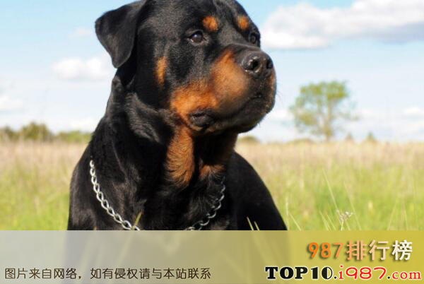 十大世界上最知名的警犬品种之罗威纳犬