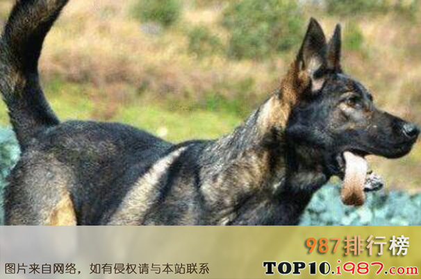 十大世界上最知名的警犬品种之昆明犬