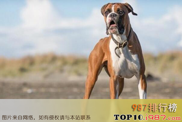 十大世界上最知名的警犬品种之拳师犬
