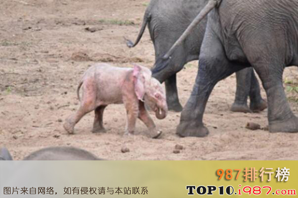 十大自然界惊艳粉色动物之粉色大象