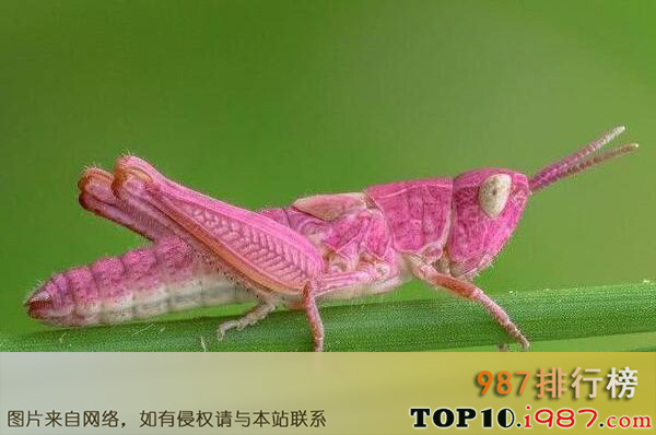 十大自然界惊艳粉色动物之粉色昆虫