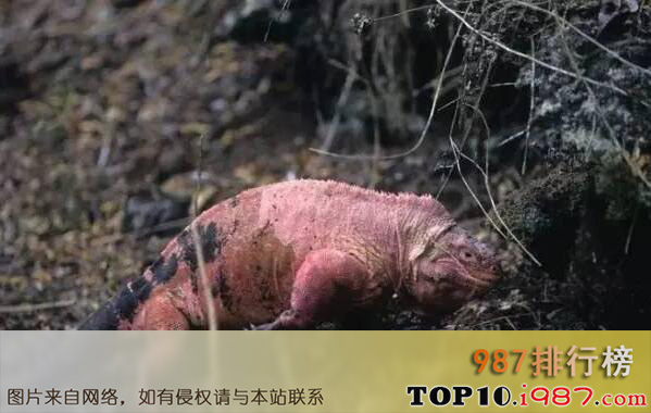 十大自然界惊艳粉色动物之粉色陆鬣蜥