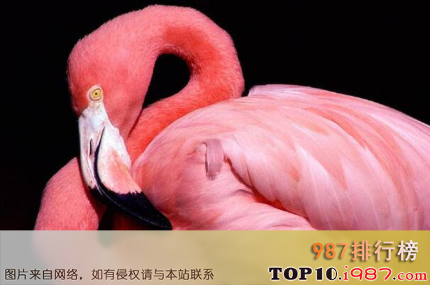 十大自然界惊艳粉色动物之粉色火烈鸟