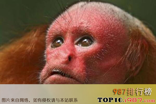 十大自然界惊艳粉色动物之粉脸赤秃猴