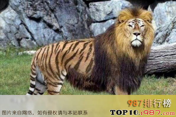 十大最奇特杂交动物之狮虎兽