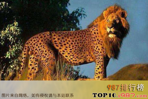 十大最奇特杂交动物之豹狮兽