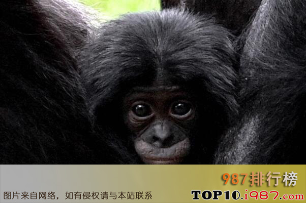 十大世界“性开放”的野生动物之倭黑猩猩