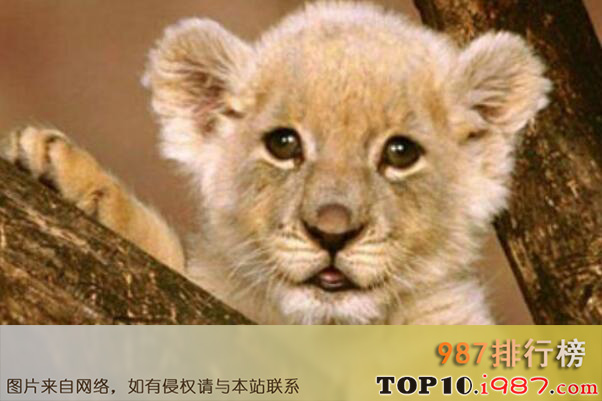 世界十大“性开放”的野生动物之狮子