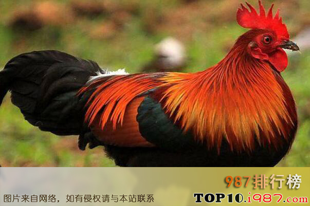 十大世界“性开放”的野生动物之红原鸡