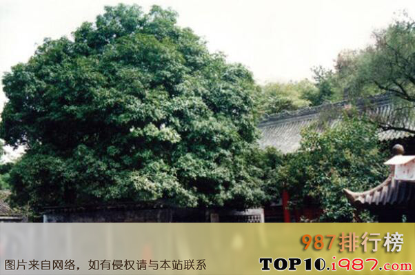 十大名树之圣水寺汉桂