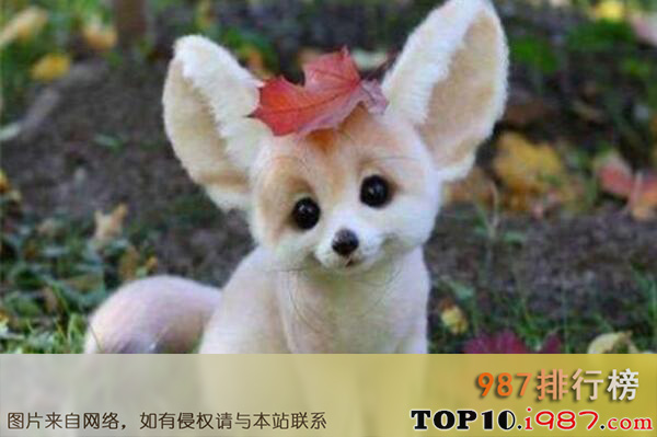 十大最可爱的动物之耳廓狐