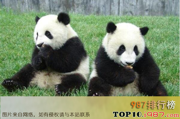 全球十大最可爱的动物之大熊猫