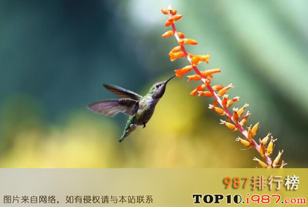 十大最可爱的动物之吸蜜蜂鸟