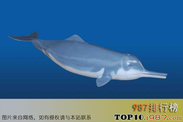 十大濒临灭绝的珍稀动物之白鳍豚