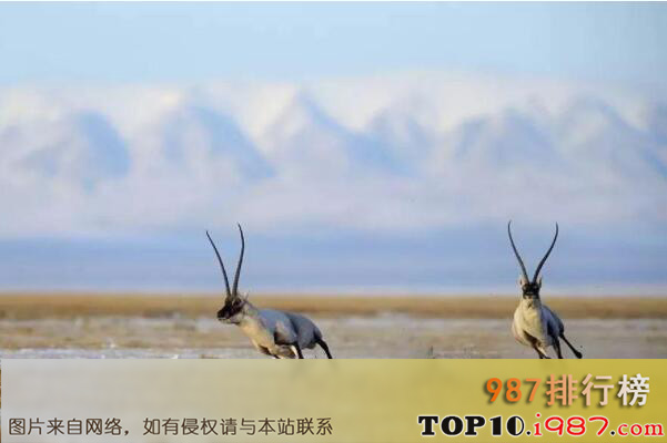 十大濒临灭绝的珍稀动物之藏羚羊