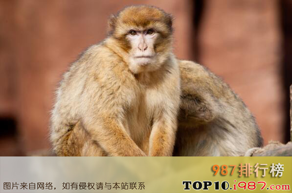 十大最著名的动物骗子之猴子