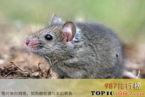 十大最著名的动物骗子之老鼠