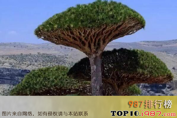 十大世界最古老树木之非洲索克拉特岛龙血树