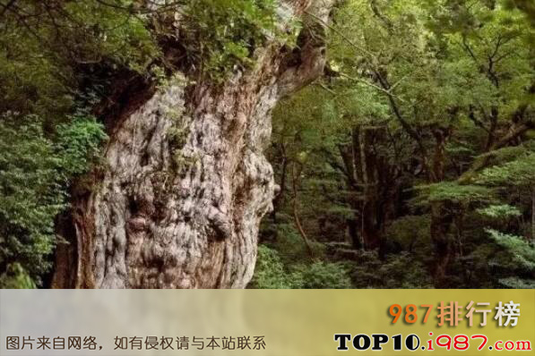 十大世界最古老树木之日本屋久岛jhomo sugi
