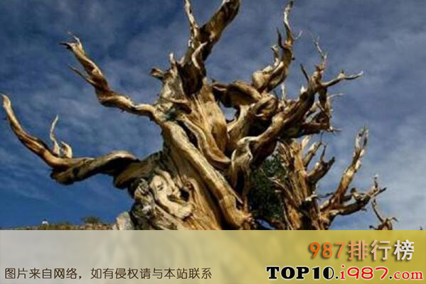 十大世界最古老树木之美国内华达玛士撒拉树