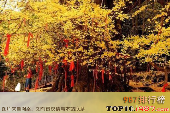 十大世界最古老树木之中国贵州长顺古银杏树