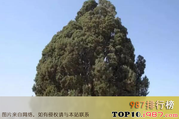 十大世界最古老树木之伊朗塞意阿巴库树