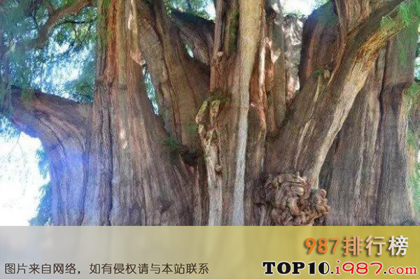 十大世界最古老树木之意大利百骑大栗树