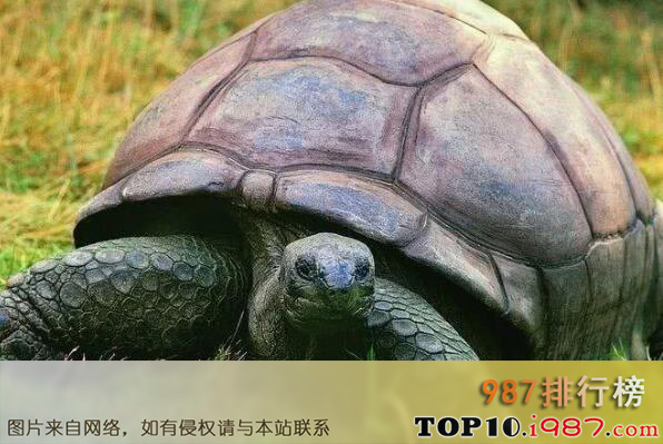 十大动物界寿星之最长寿龟