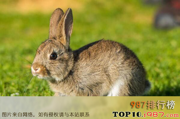 十大动物界寿星之最长寿兔子