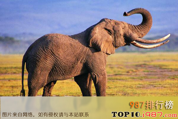 十大动物界寿星之最长寿大象
