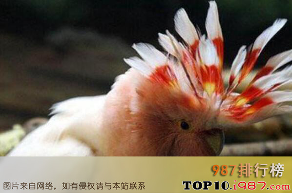 十大动物界寿星之最长寿鸟