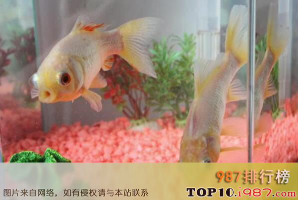 十大动物界寿星之最长寿金鱼