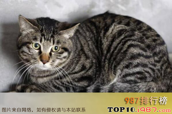 十大动物界寿星之最长寿猫