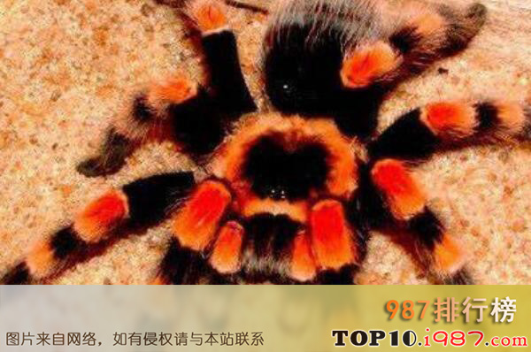 十大动物界寿星之最长寿蜘蛛