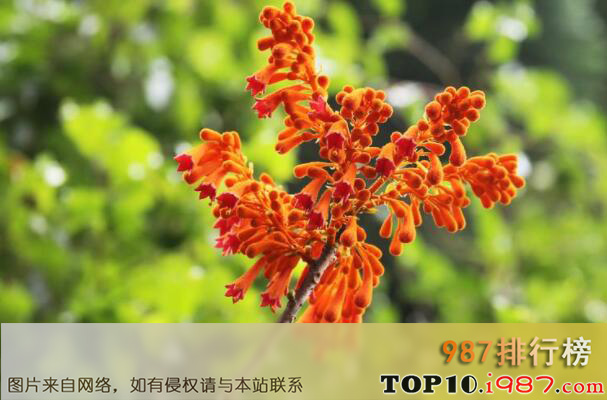 十大濒临灭绝的珍稀植物之广西火桐