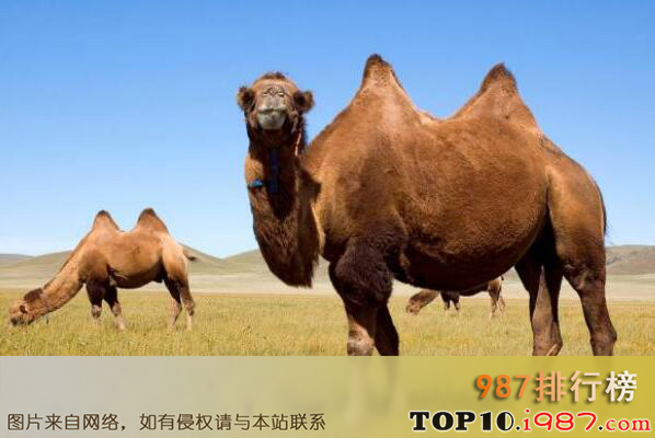 十大生命力最强的动物排行之骆驼