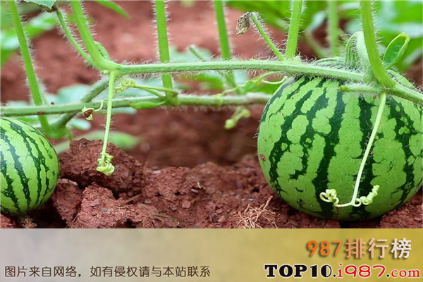 十大早熟西瓜品种之特小凤瓜