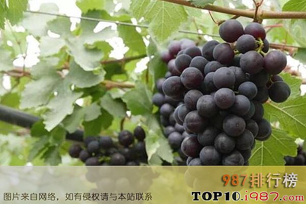 十大上海著名特产之马陆葡萄