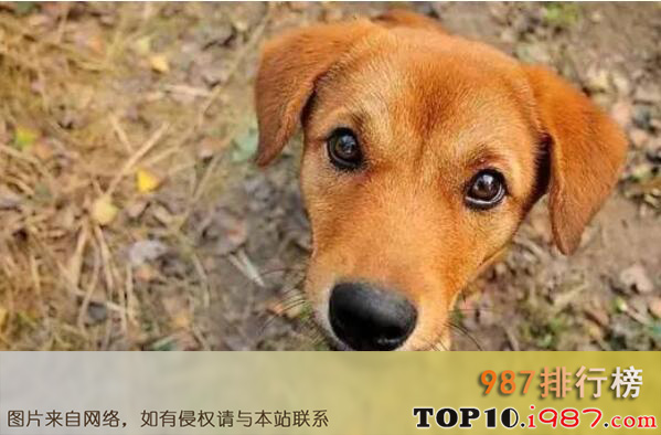 十大最忠诚护卫犬排名之中华田园犬