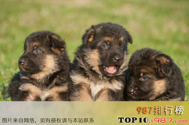 十大最忠诚护卫犬排名之德国牧羊犬