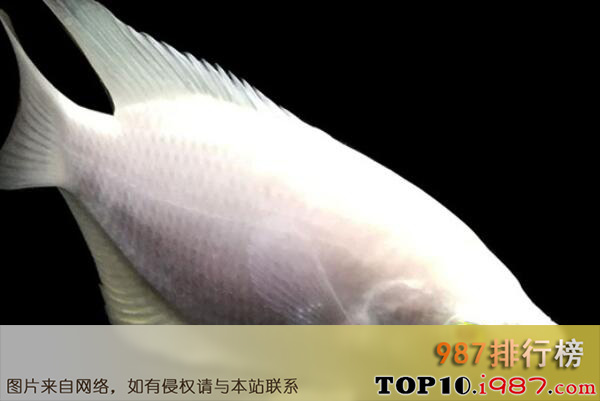 十大世界最好养的大型观赏鱼之招财鱼