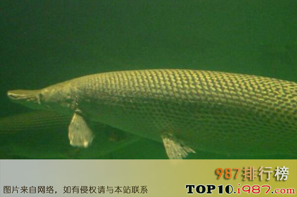 十大世界最好养的大型观赏鱼之雀鳝鱼